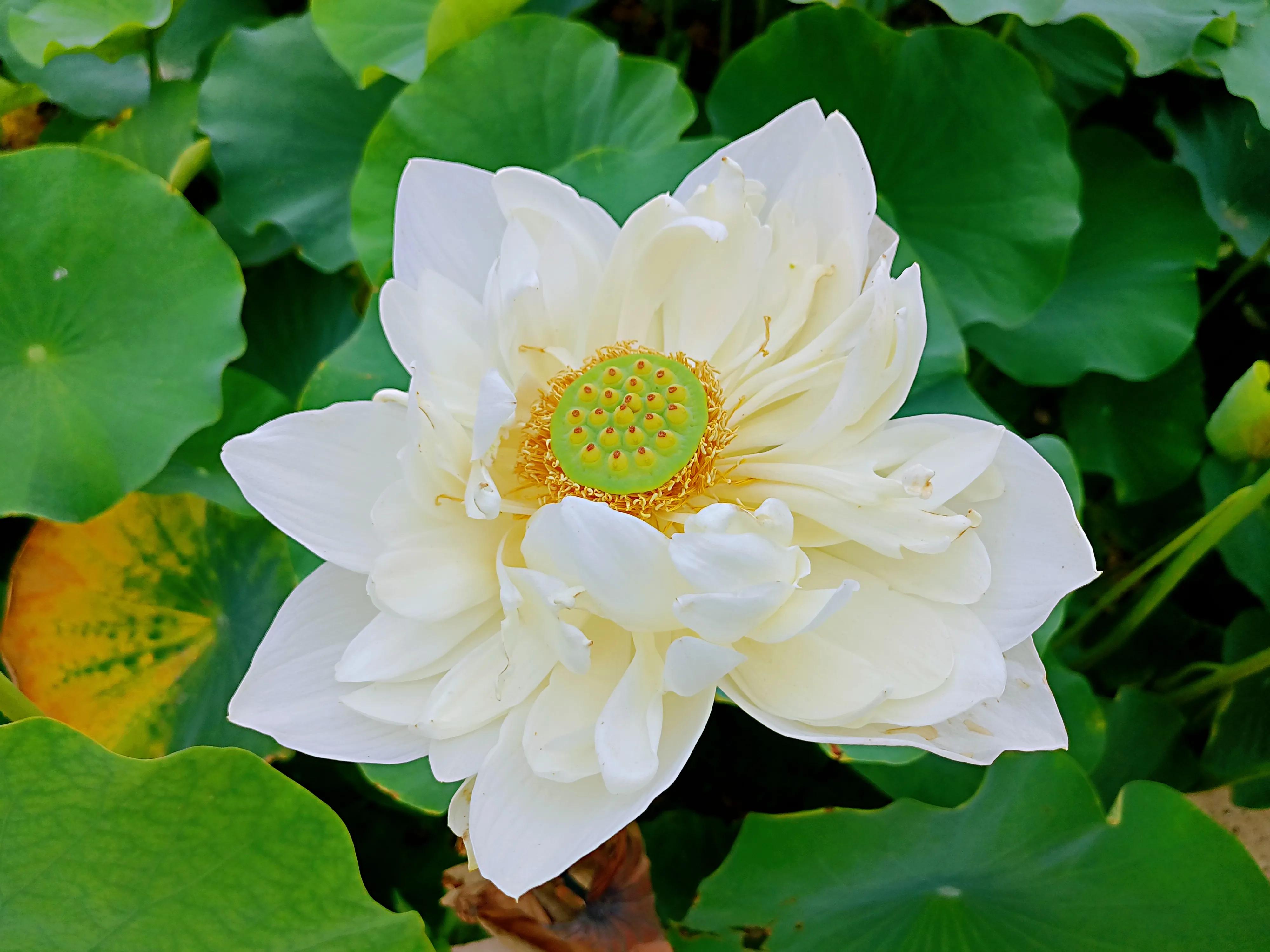 高龄胰腺癌晚期还有必要化疗吗,胰腺癌晚期医生建议不化疗