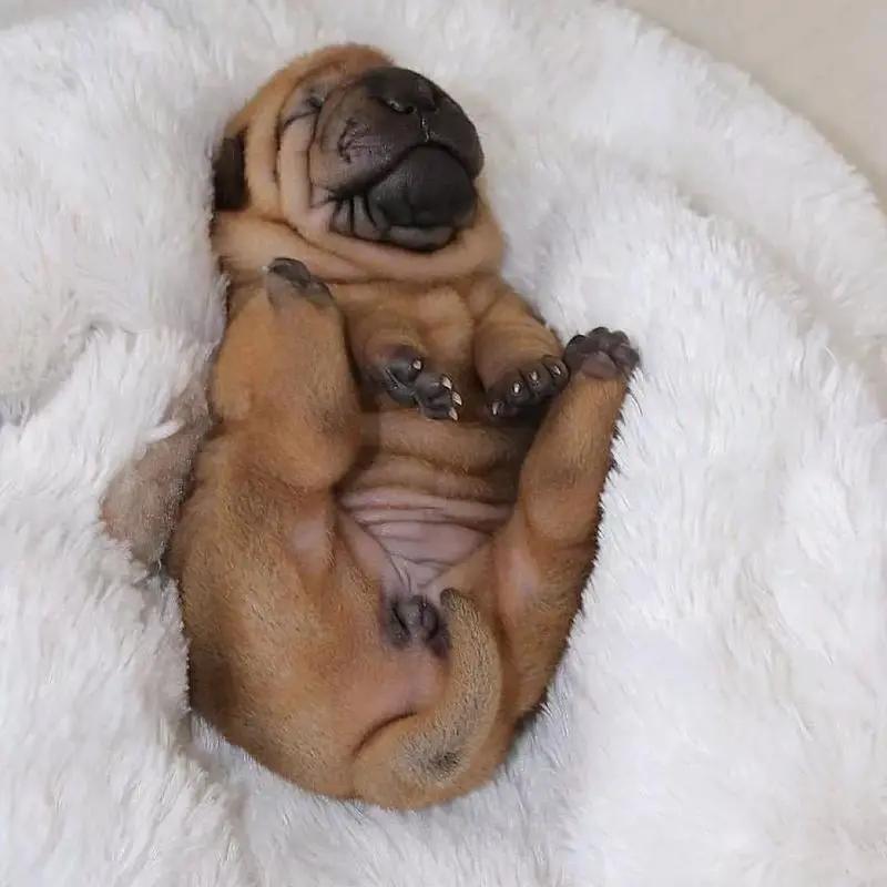 狗子犯困瞬间清醒,狗每天都在打瞌睡