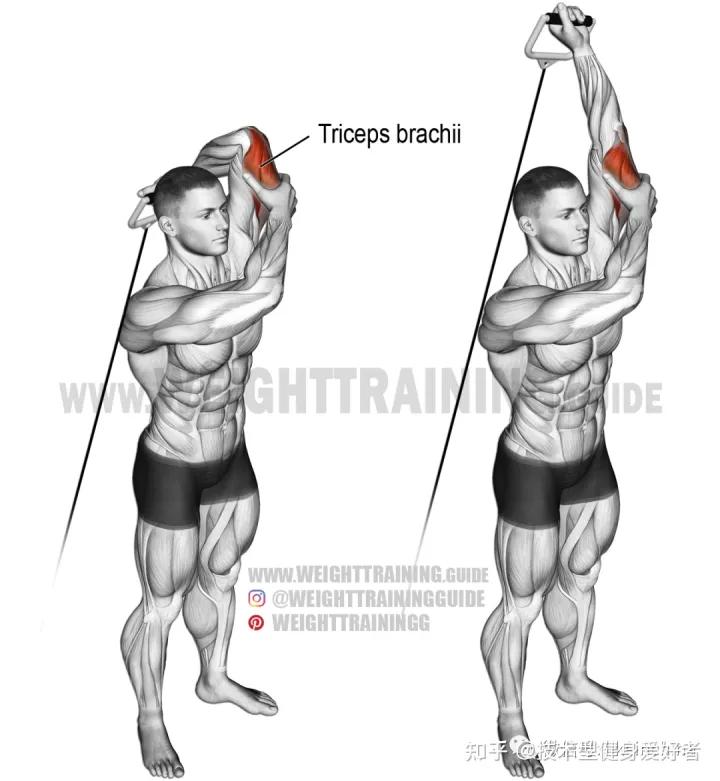 学会3个健身方法一个月练出肌肉,新手健身怎么练基础肌肉动作