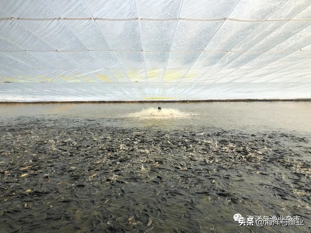 广东中山三角镇生鱼养殖基地,中山市水产养殖年产值