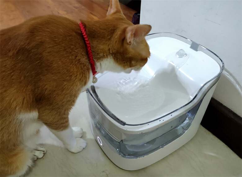 猫咪自动喂水喂食一体器智能测评,宠物猫咪智能喂水器