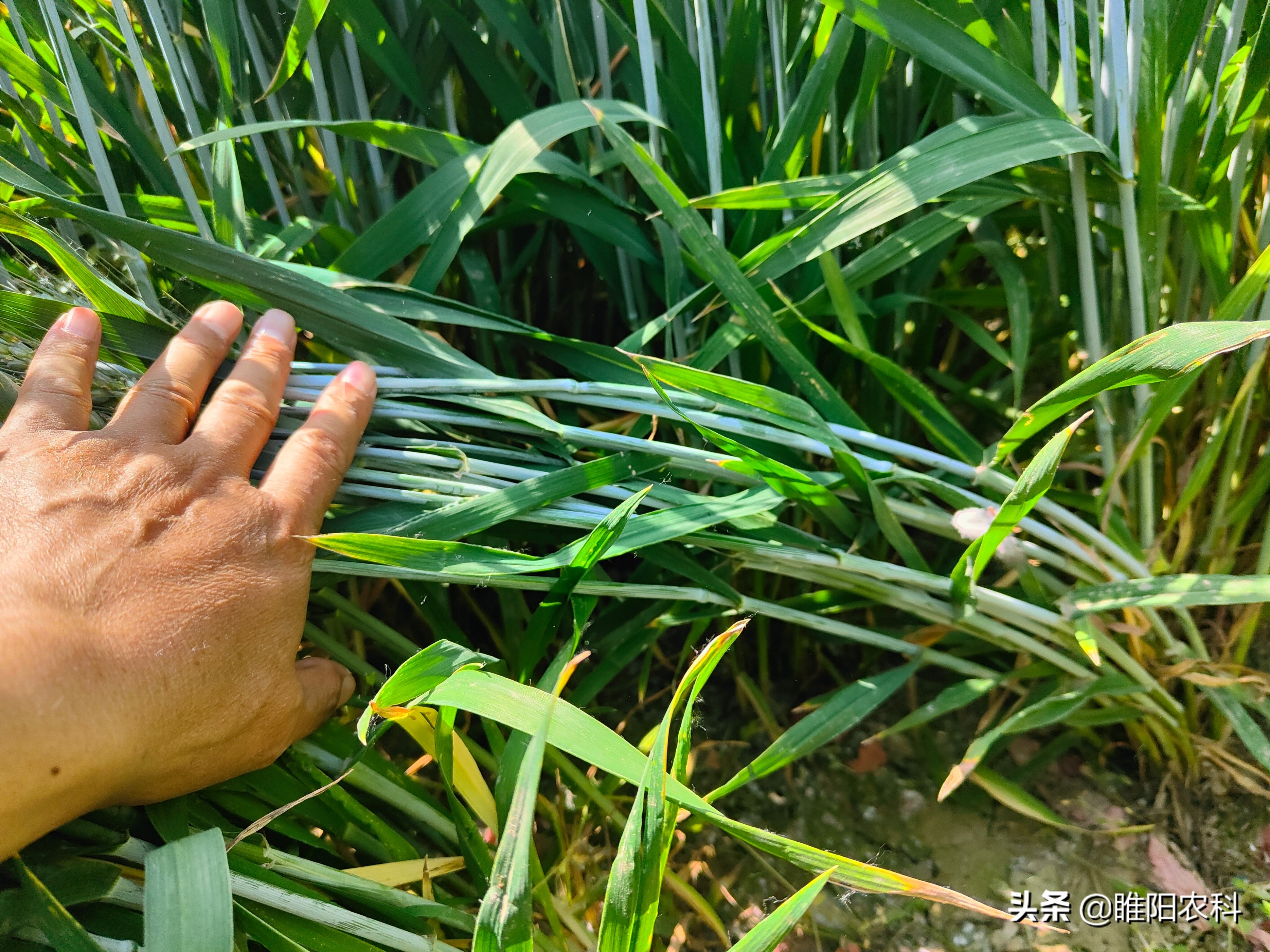 强筋小麦比普通小麦产量高吗,高产小麦和强筋小麦
