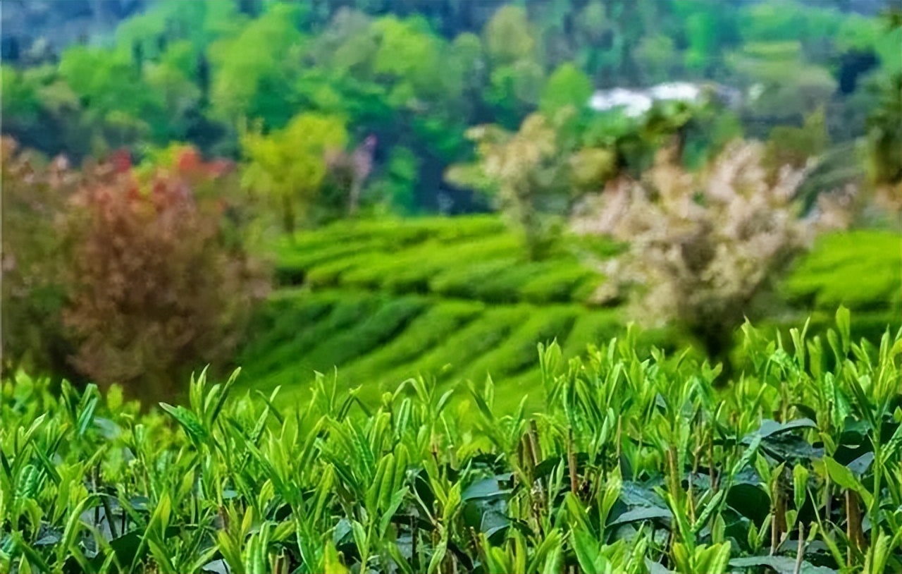除夕盛况再现，明天去报国寺祈福啦！