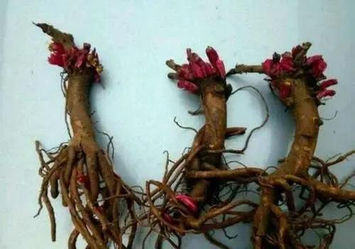 错把芍药当牡丹，亦有诗情美翻天