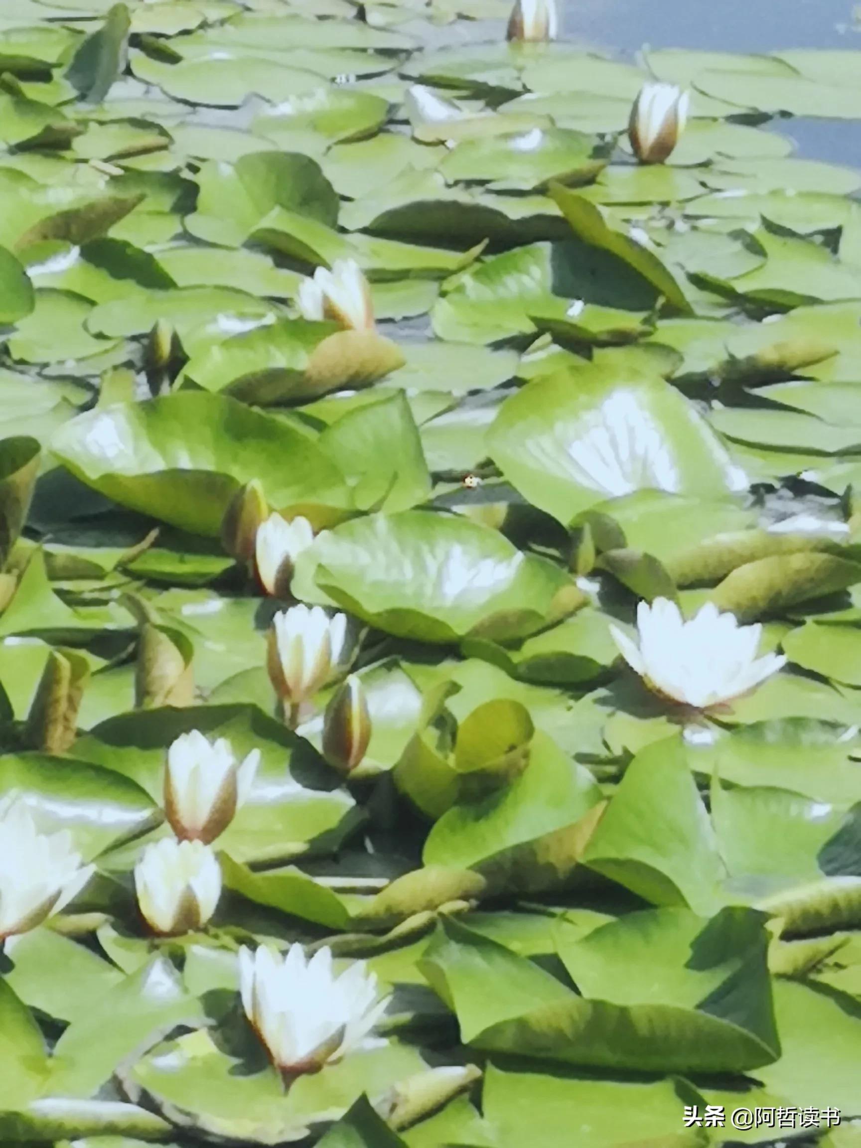 夏日荷花/风影摇曳波光粼，出水芙蓉最可人，一片冰心付与君
