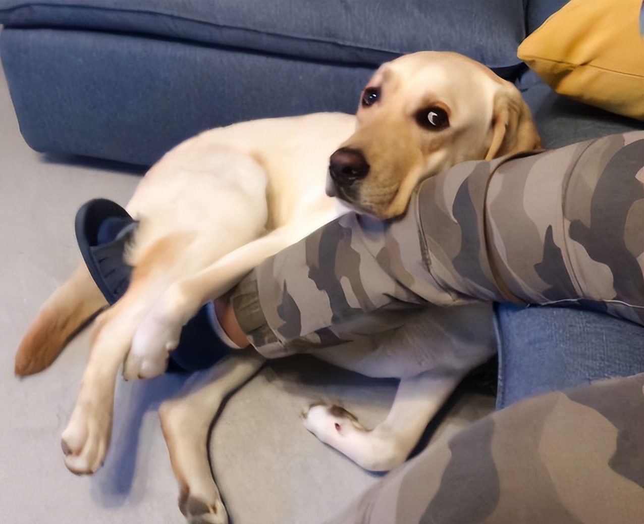 告诉狗狗秘密,告诉你一个秘密养猫千万别养黑猫