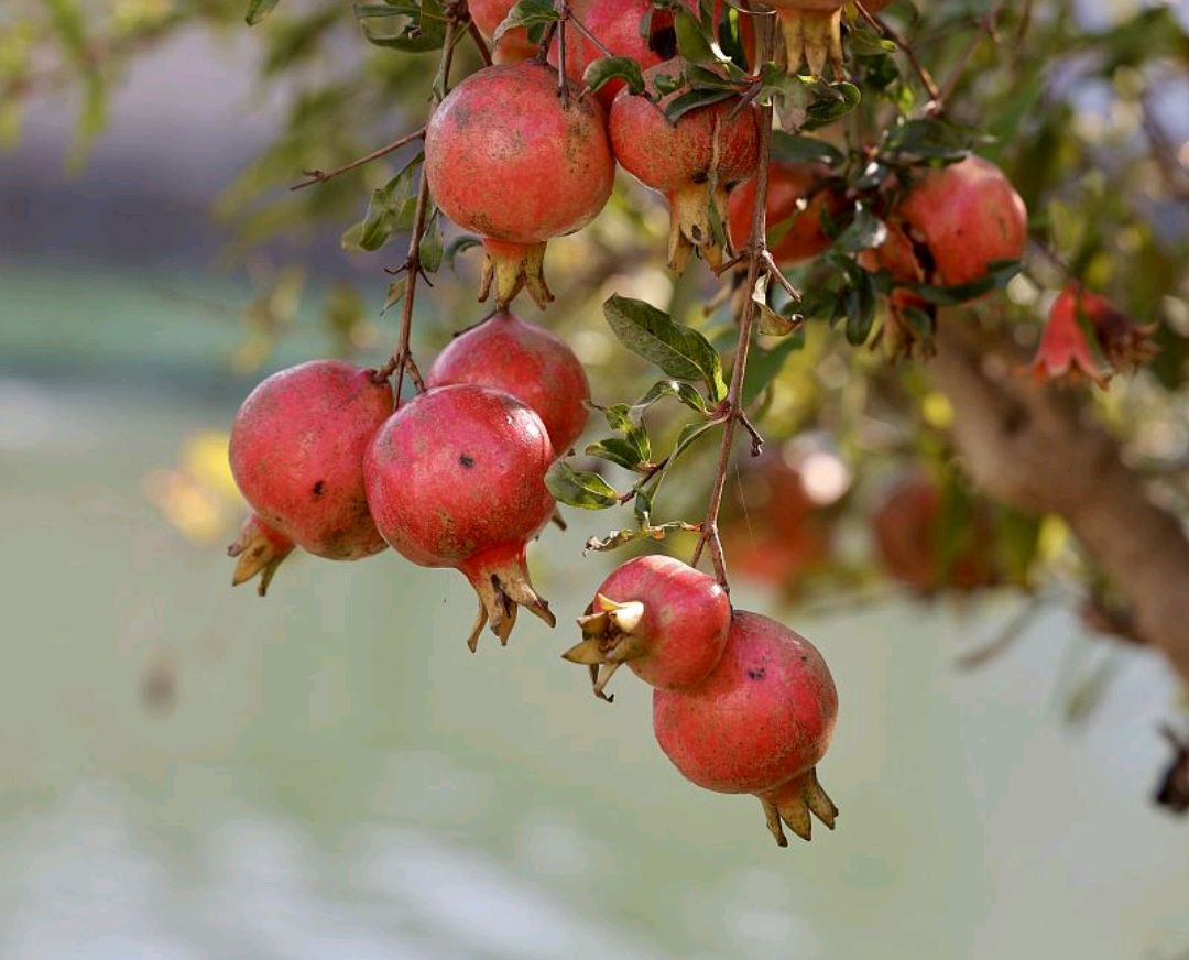 春季石榴怎么修芽,石榴种植技术和管理方法资料