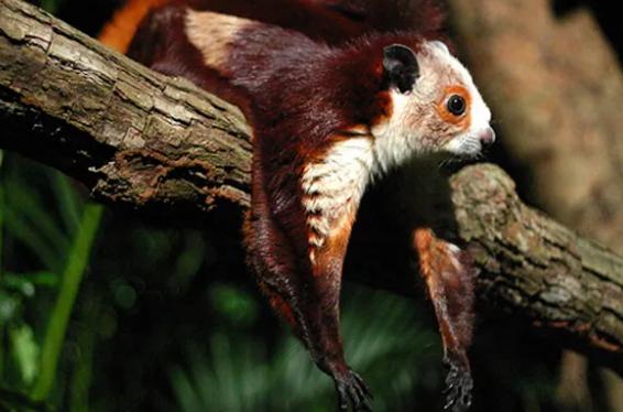 寒号鸟为什么叫鸟却不是鸟而是鼠,寒号鸟不属于鸟吗