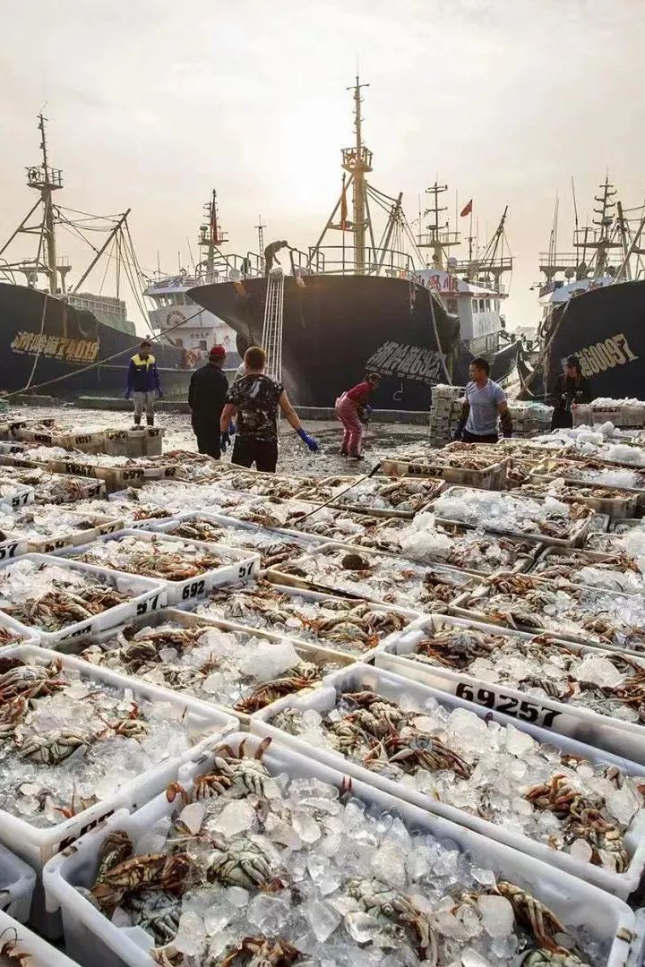 沙蒜冷门小海鲜,望潮最好吃的海鲜