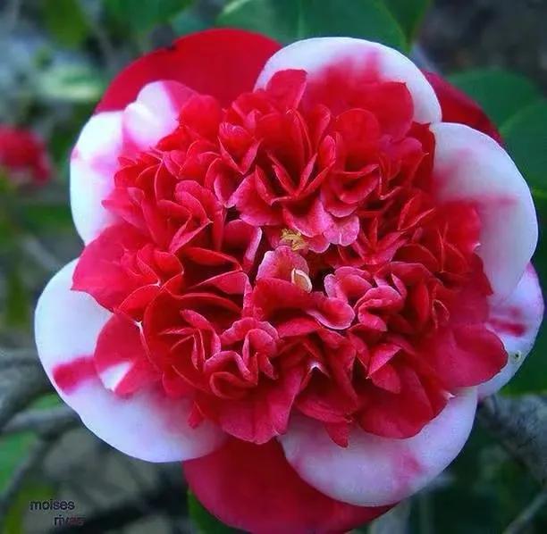 在春暖花开季节遇见浪漫,浪漫总是发生在春暖花开时配音