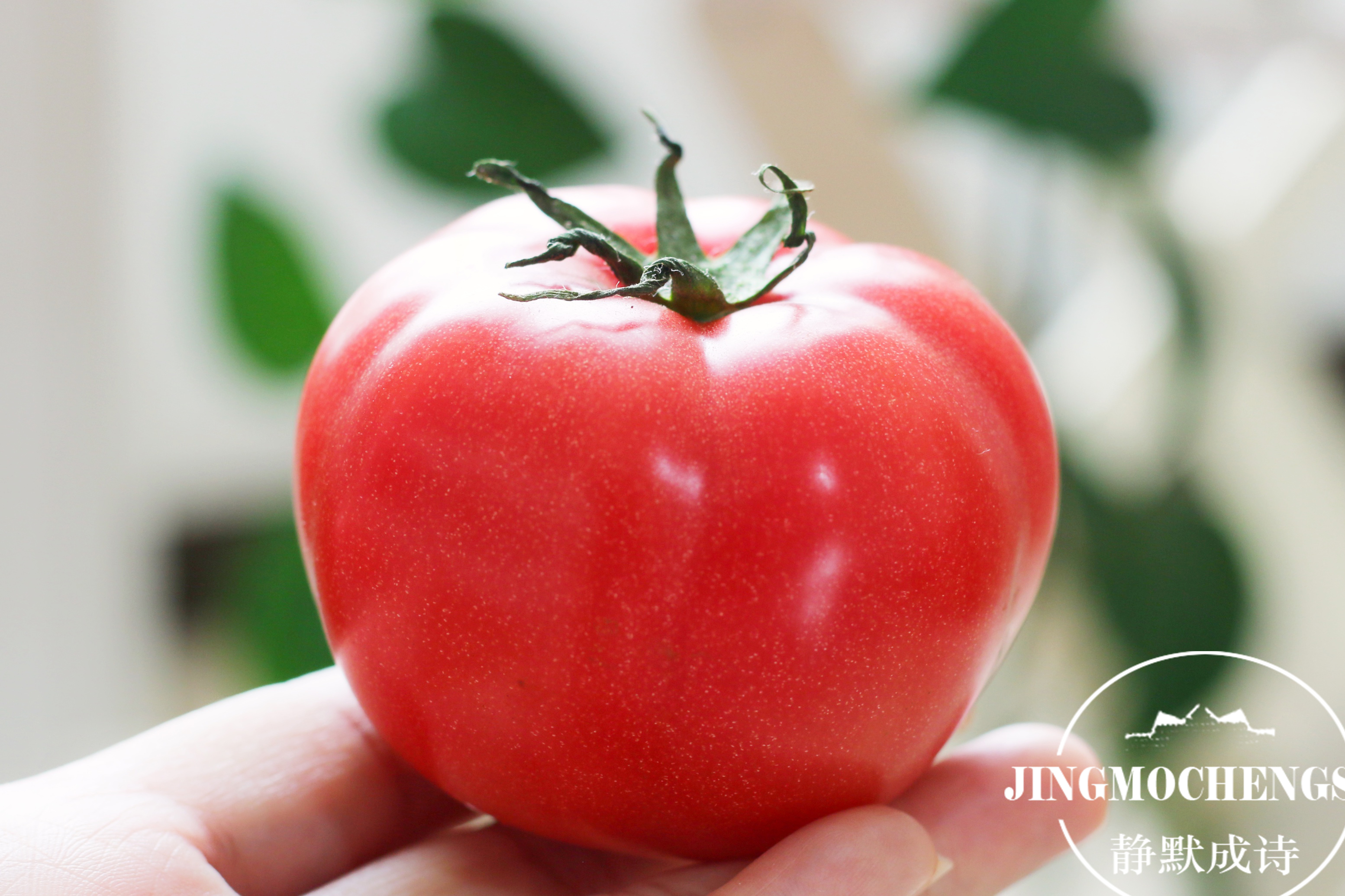 又酸又甜味道浓郁的西红柿,西红柿儿时口感