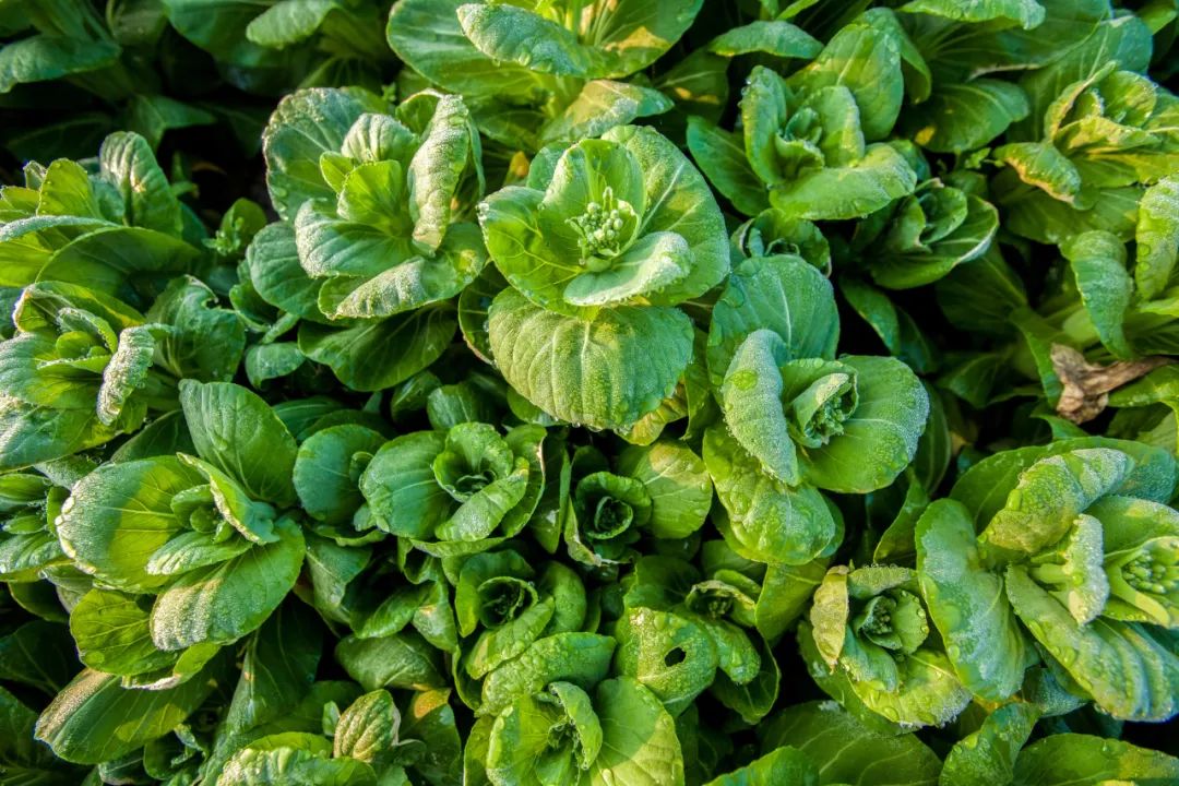 有机农业怎么解读,菜粑怎么做的