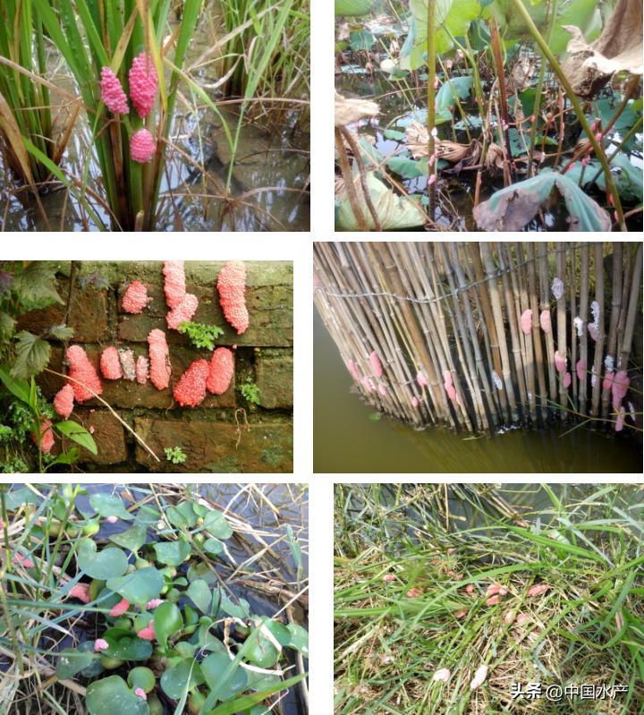 水生外来物种入侵防控工作方案,水生动物防疫