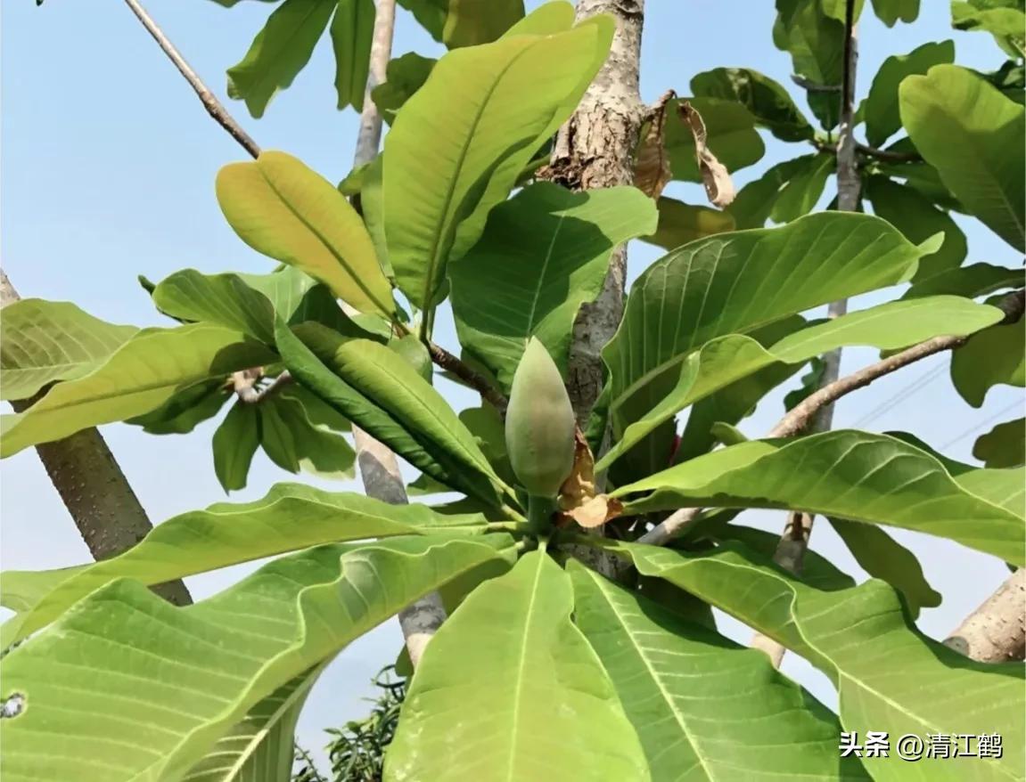 发财树“三木”药材再生环剥有“讲究”,5个细节要“避坑”