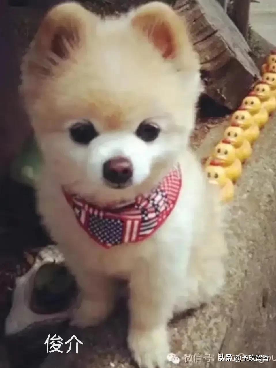 宠物狗应该怎么养详细介绍科普,宠物狗喂养及训练方法有哪些