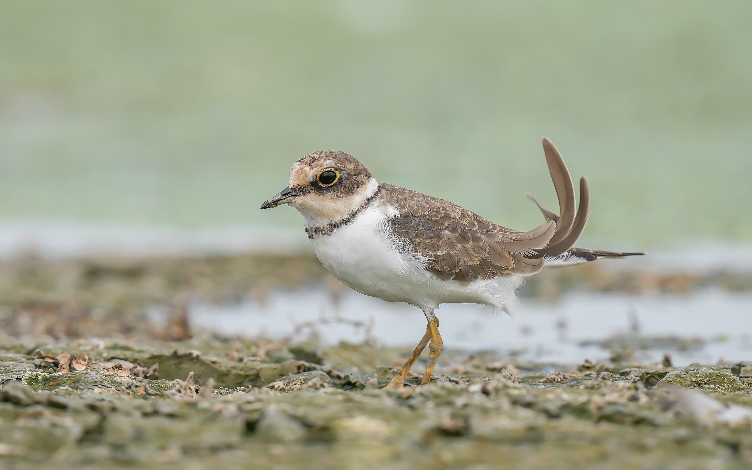 王者归来1-100级,索尼alpha1教程