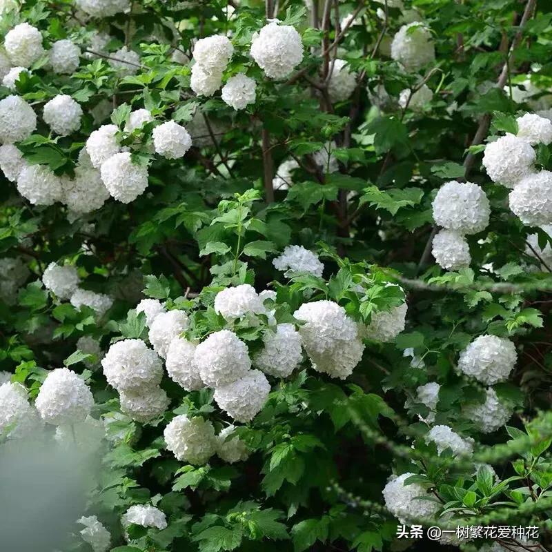 绣球花和球兰花,哪个品种的绣球花球大