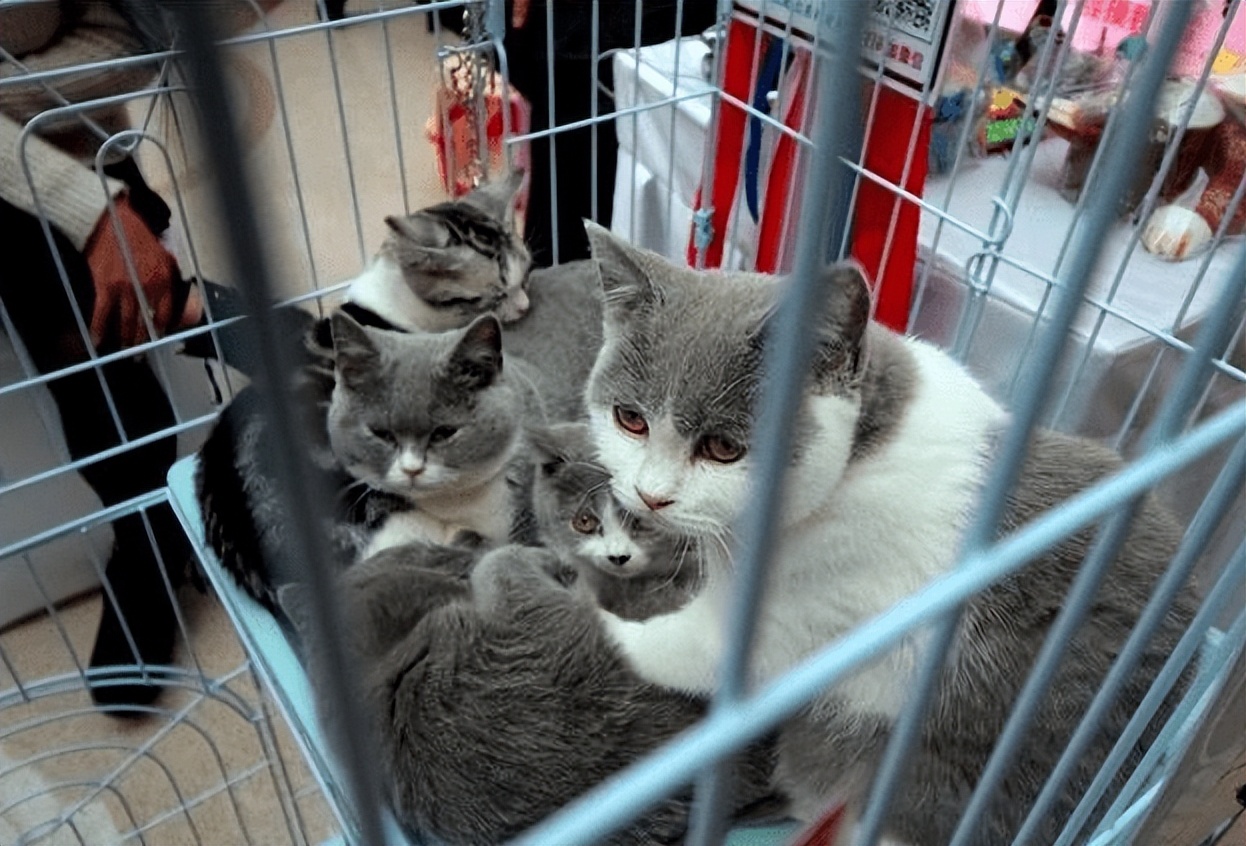 买英短要注意什么,英短猫怎么辨别