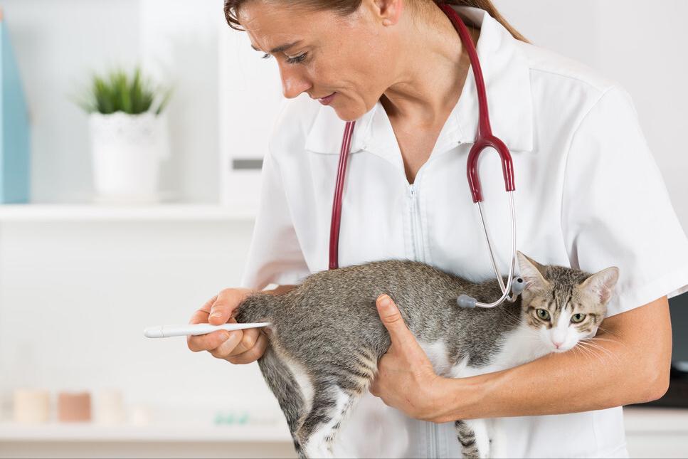 猫的体温是多少度怎样给猫测体温,怎么给猫咪量体温正常温度是多少