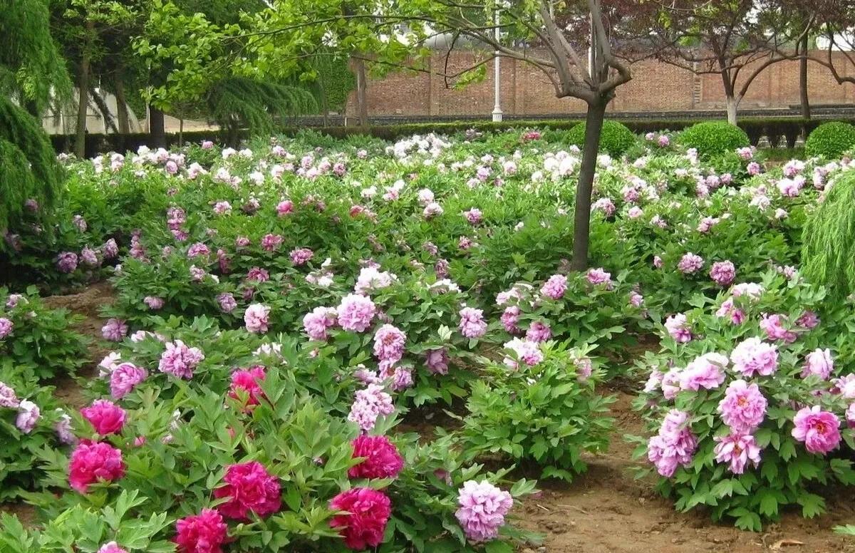 农村集市上的猫腻是真的吗,土特产假货多怎么处理