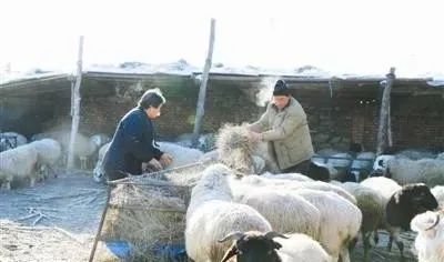 母羊空怀期的饲养和配种技术