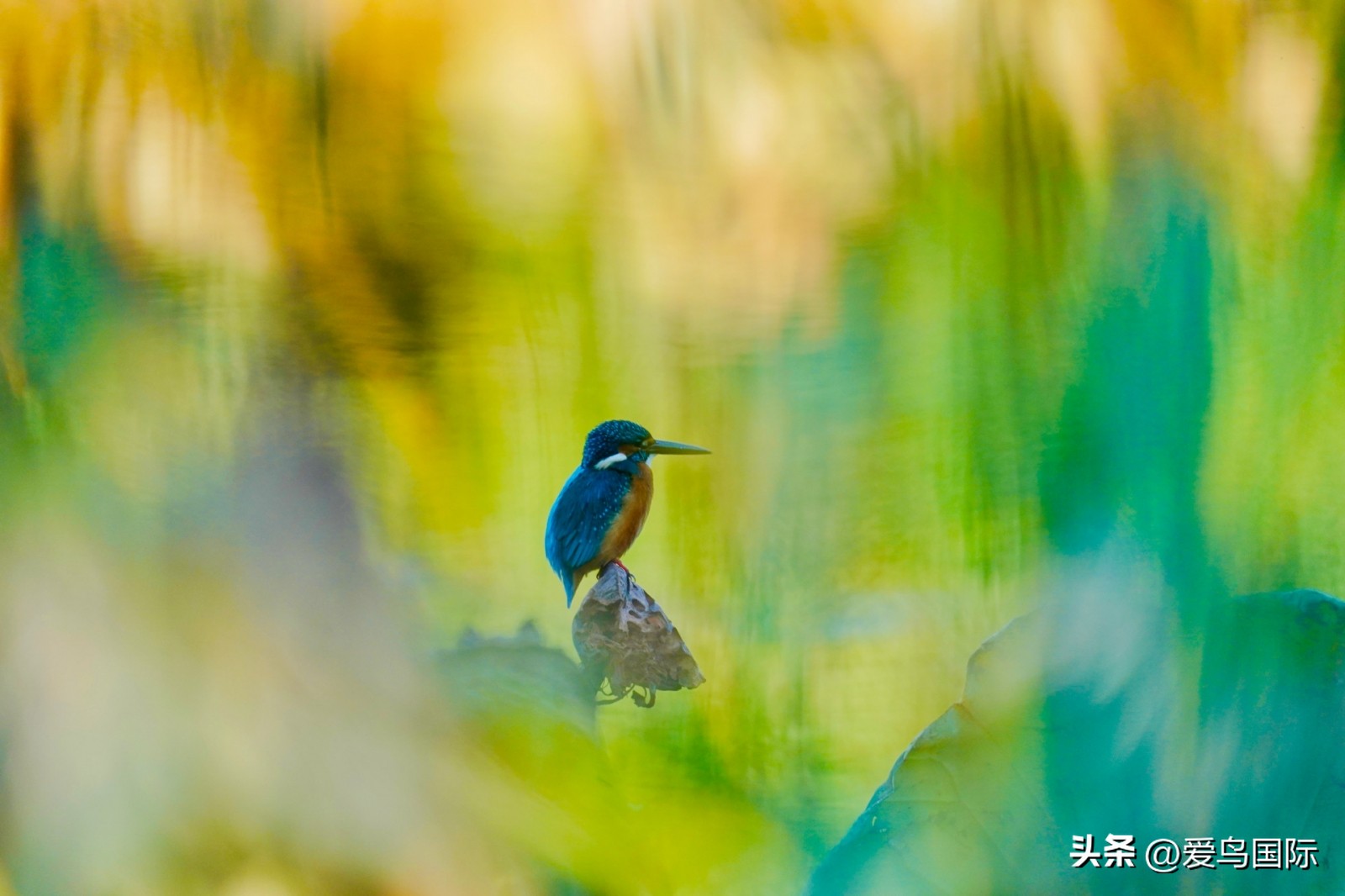 2024观鸟大年,观鸟大年介绍
