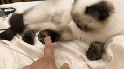 一按就灵！这5个猫咪身上的“奇妙开关”铲屎官按了没？