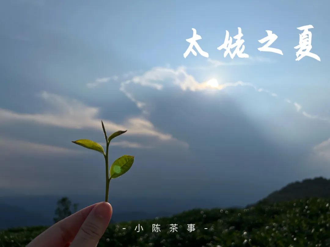 “南郭先生”、拉帮结派、化整为零，说说最近福鼎白茶的一些变化