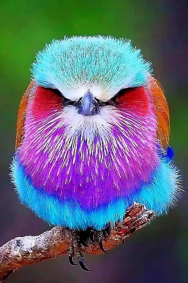 奇怪的小鸟视频,稀奇古怪的鸟