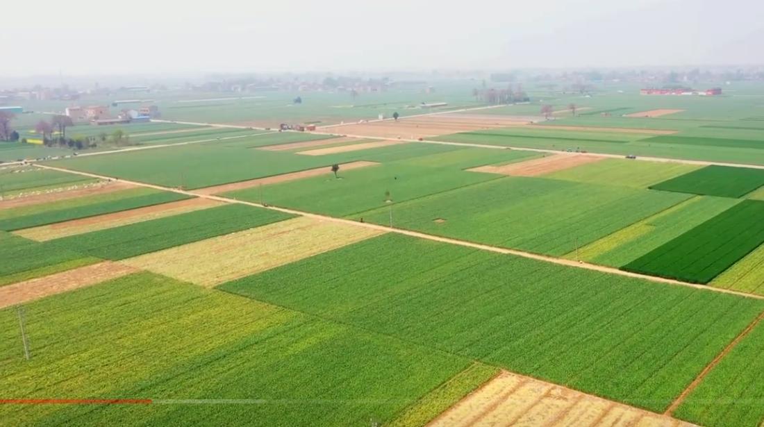 中国大蒜之乡邳州,金乡大蒜与邳州大蒜对比