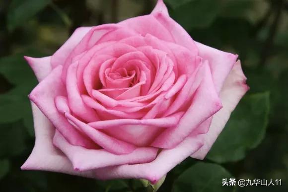 20cm大花重瓣月季品种,黄颜色大花月季是什么品种