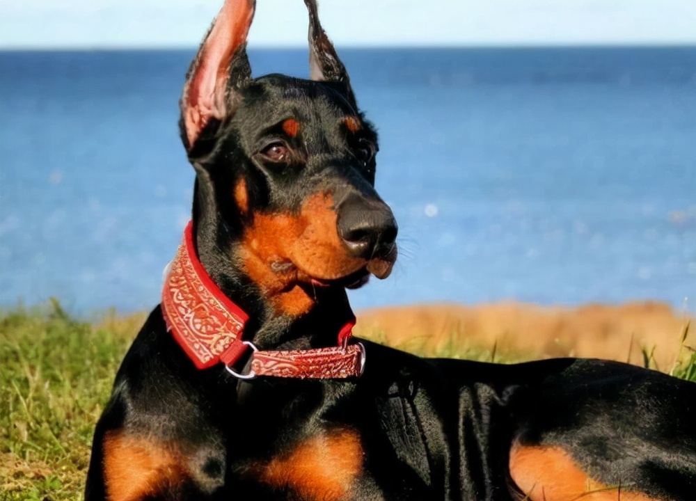 杜宾犬来月经会滴血吗,杜宾犬生殖器有问题怎么办