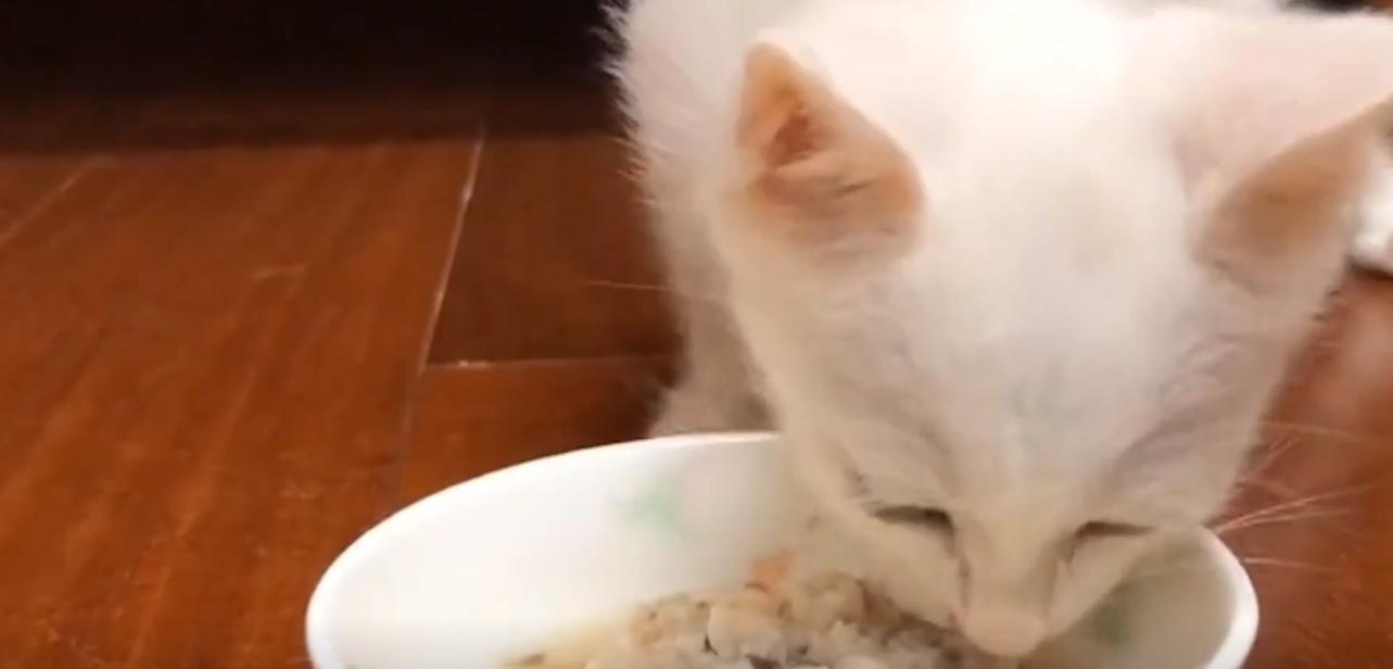 20年广东老太捡到一只“野猫”,越养越不对劲,专家看后立即报案