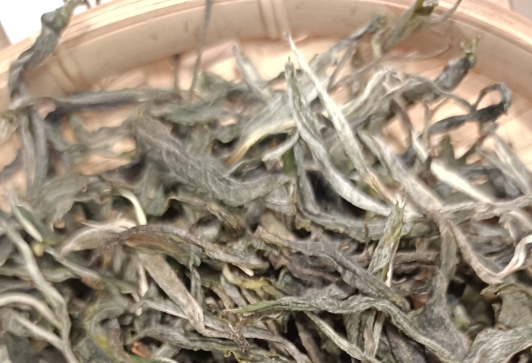 普洱茶友喝茶历程表,普洱茶界顶级茶痴