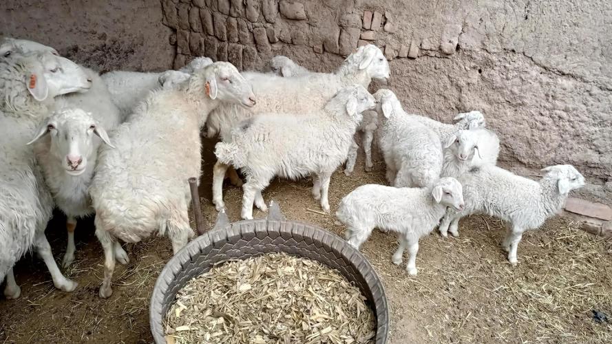 怀孕母羊后期子宫脱垂怎么塞进去,怀孕母羊下身脱垂怎么办