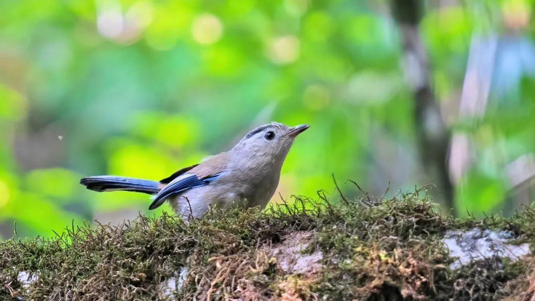 适马150-600dgdn镜头评测,适马150-600dg和s版