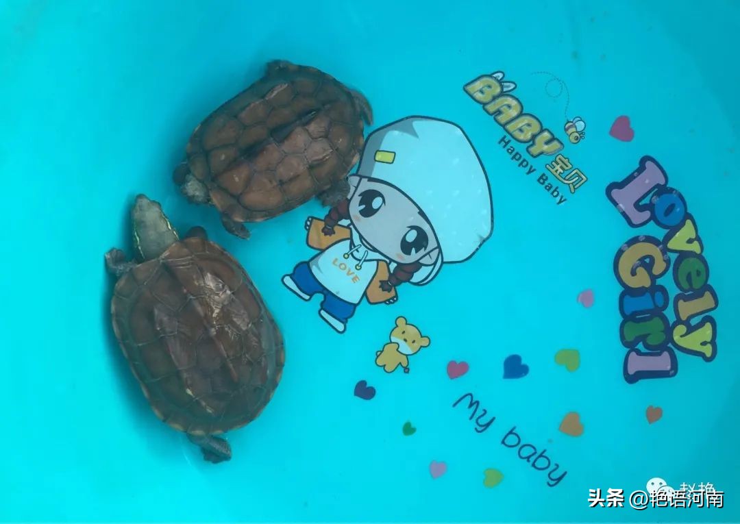 两只悠闲自在的乌龟,两只互动性很强的小乌龟