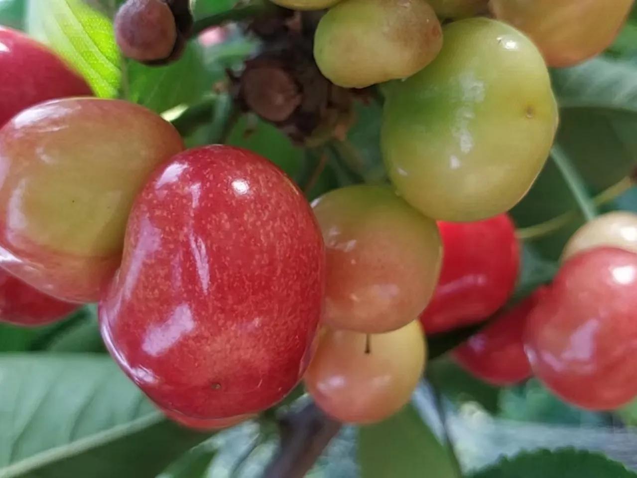 大连美早樱桃几月份上市,大连美早大樱桃现摘现发新鲜到家