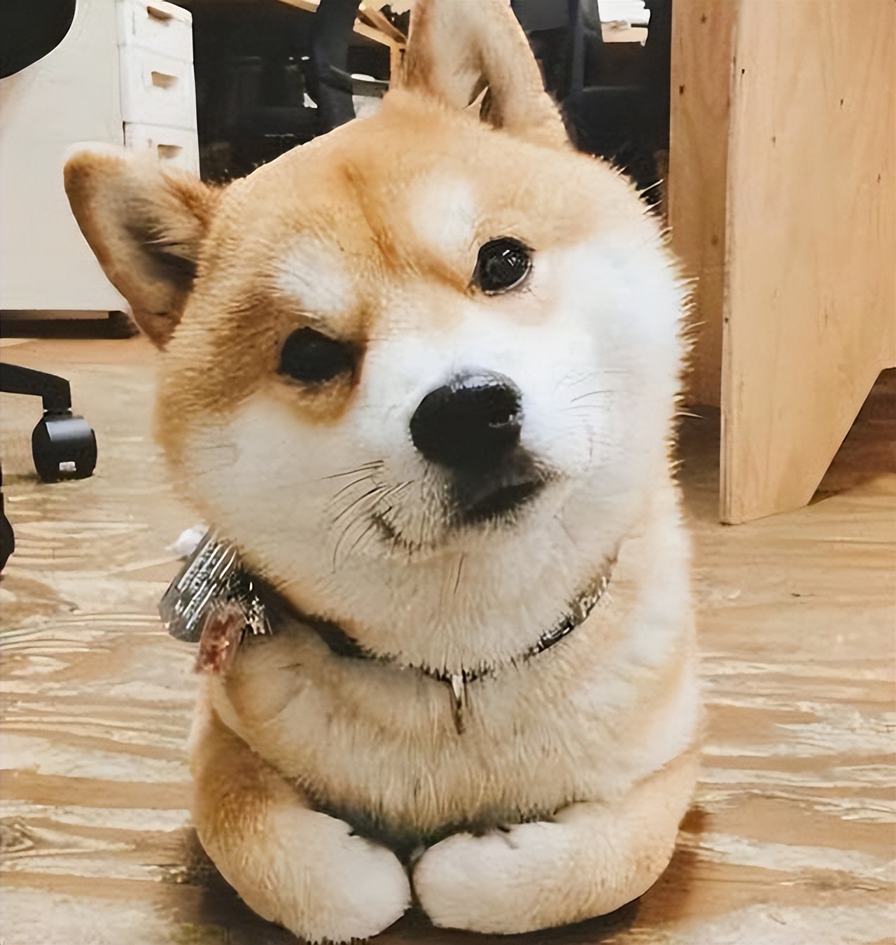 几月出生的柴犬体味小掉毛少,为什么柴犬容易弃养