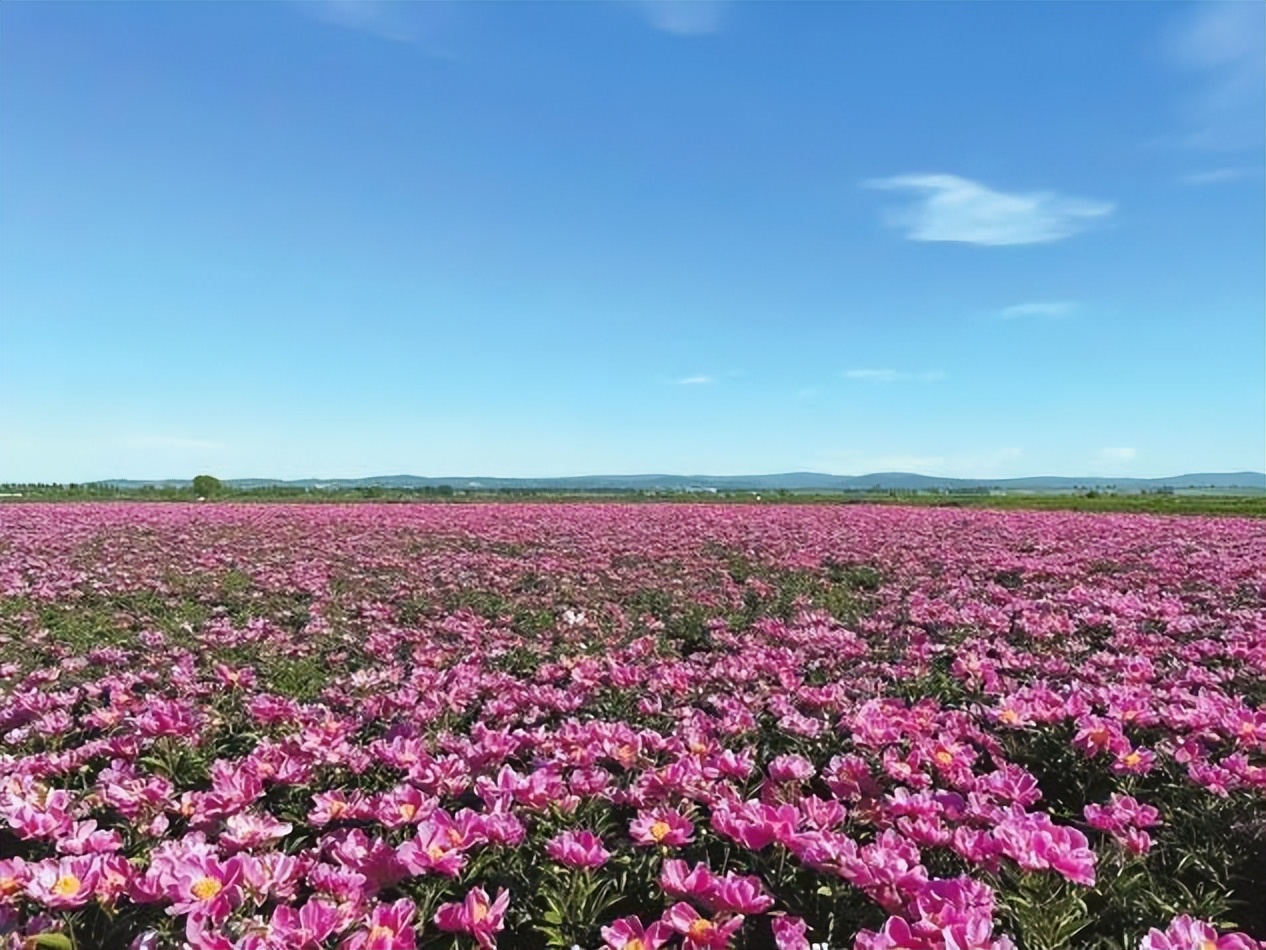 黑龙江宝清：寒地龙药示范县乡村振兴别样红