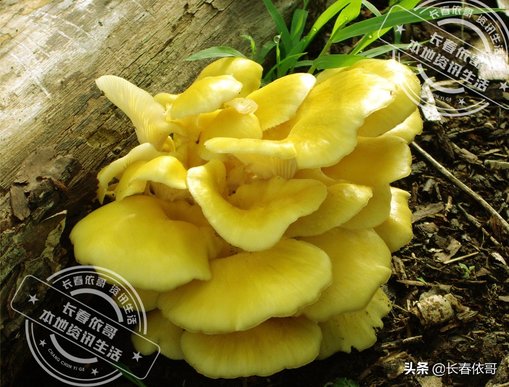 东北榛蘑排名前十的蘑菇,山珍长白山特产榆黄蘑