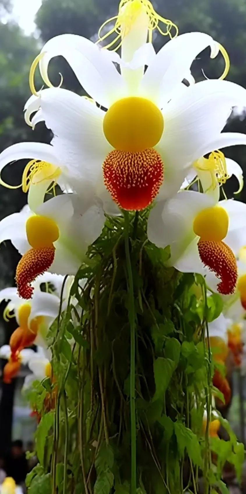 夏花美丽动人图片,夏花美丽漂亮图片