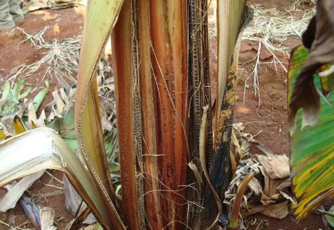 香蕉再过几年后会灭绝,香蕉濒临灭绝是因为什么