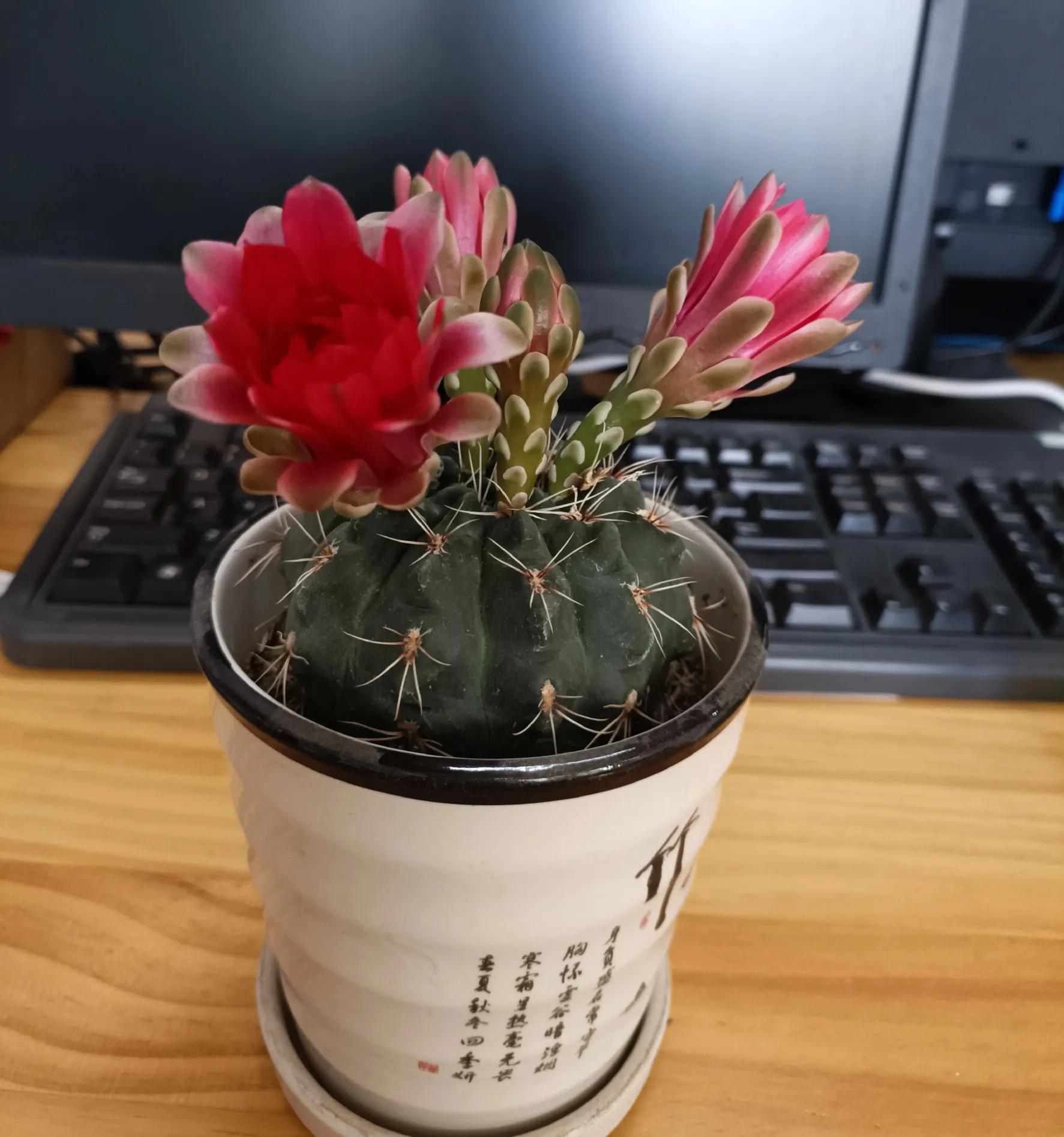 仙人球的花语完整版,仙人球的花期有多长时间呢