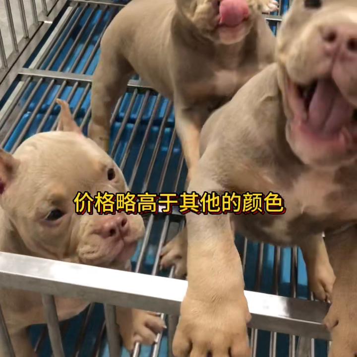 恶霸犬不会看门,大体恶霸犬适合看家吗