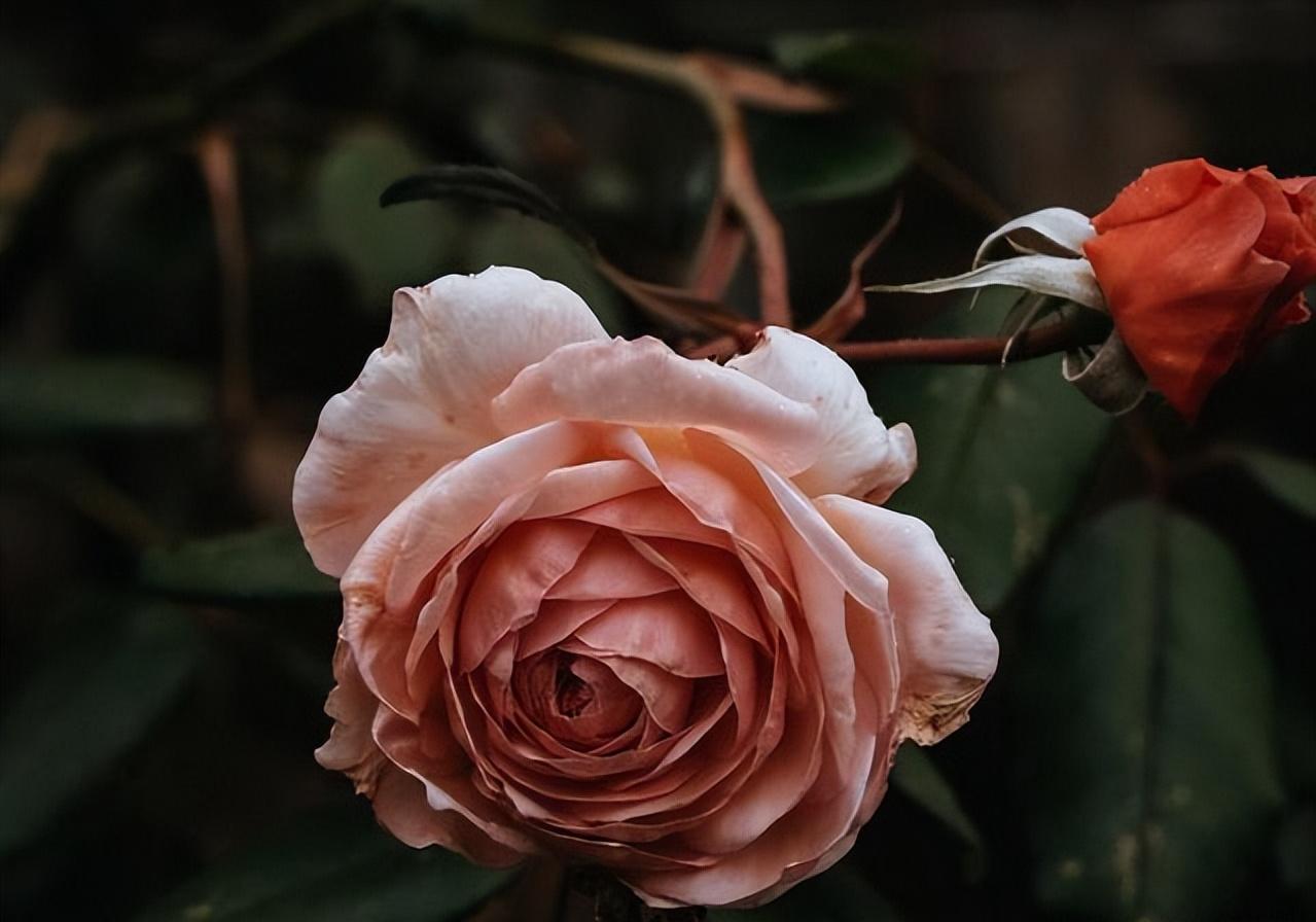 如果婚后发现自己不爱他了怎么办,婚姻没有对错离婚就要学会放手