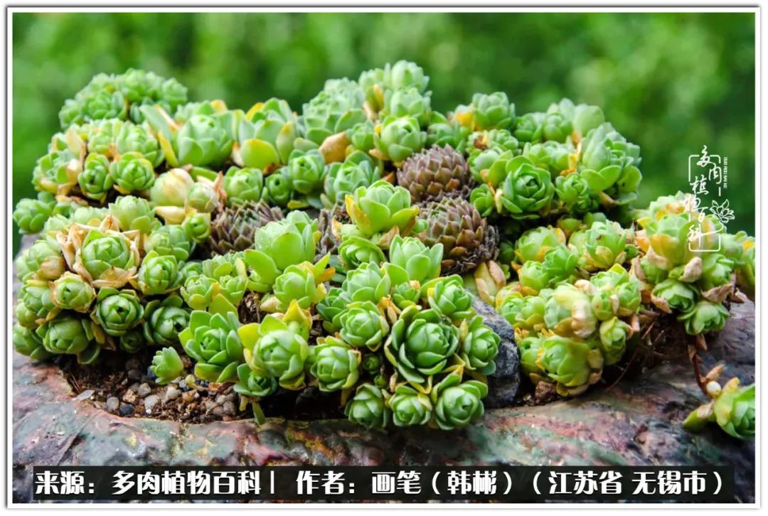 盆景多肉常遇到的问题,多肉盆景无穷小