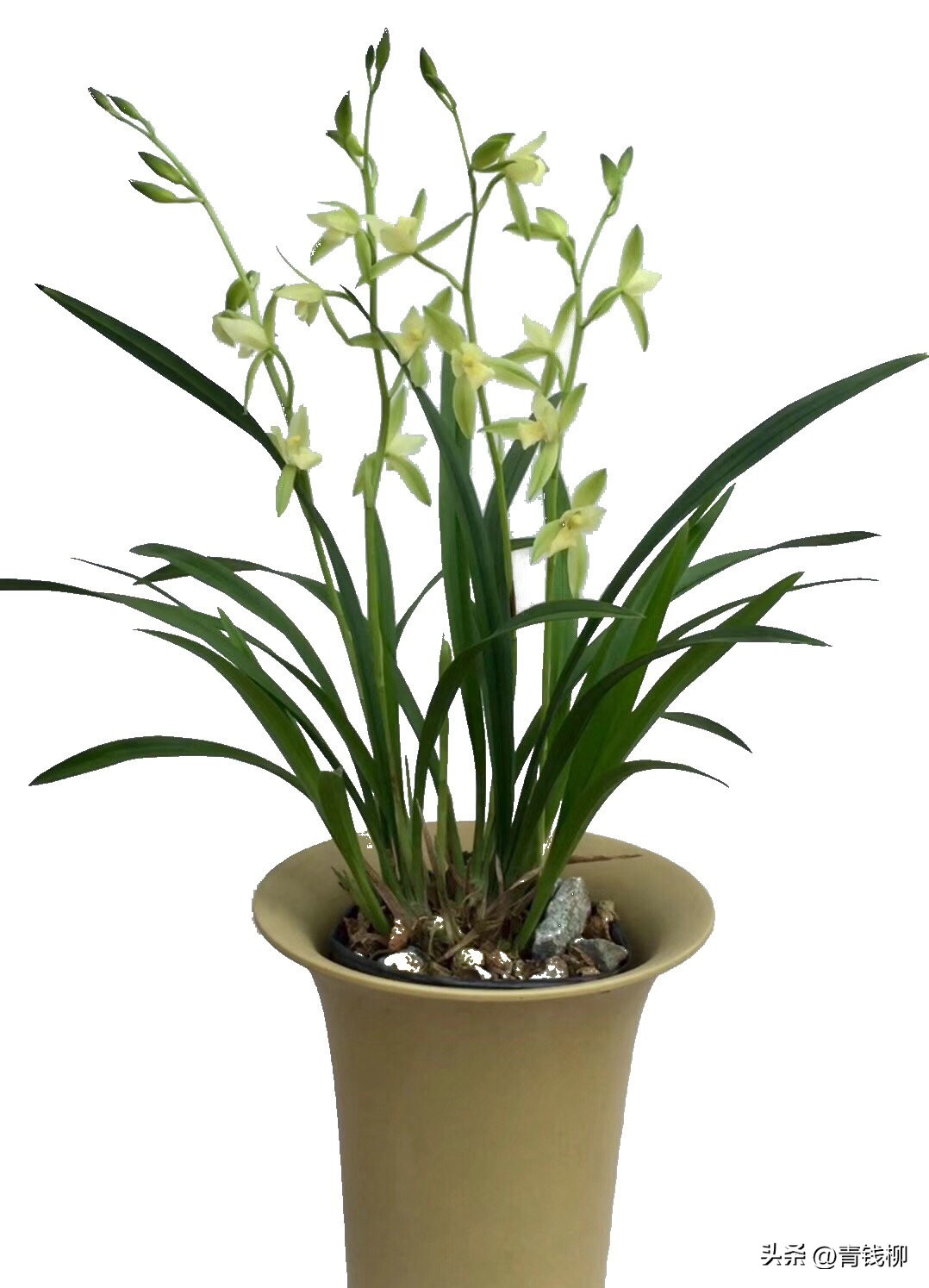 建兰如何分辨品种,如何挑选好兰苗