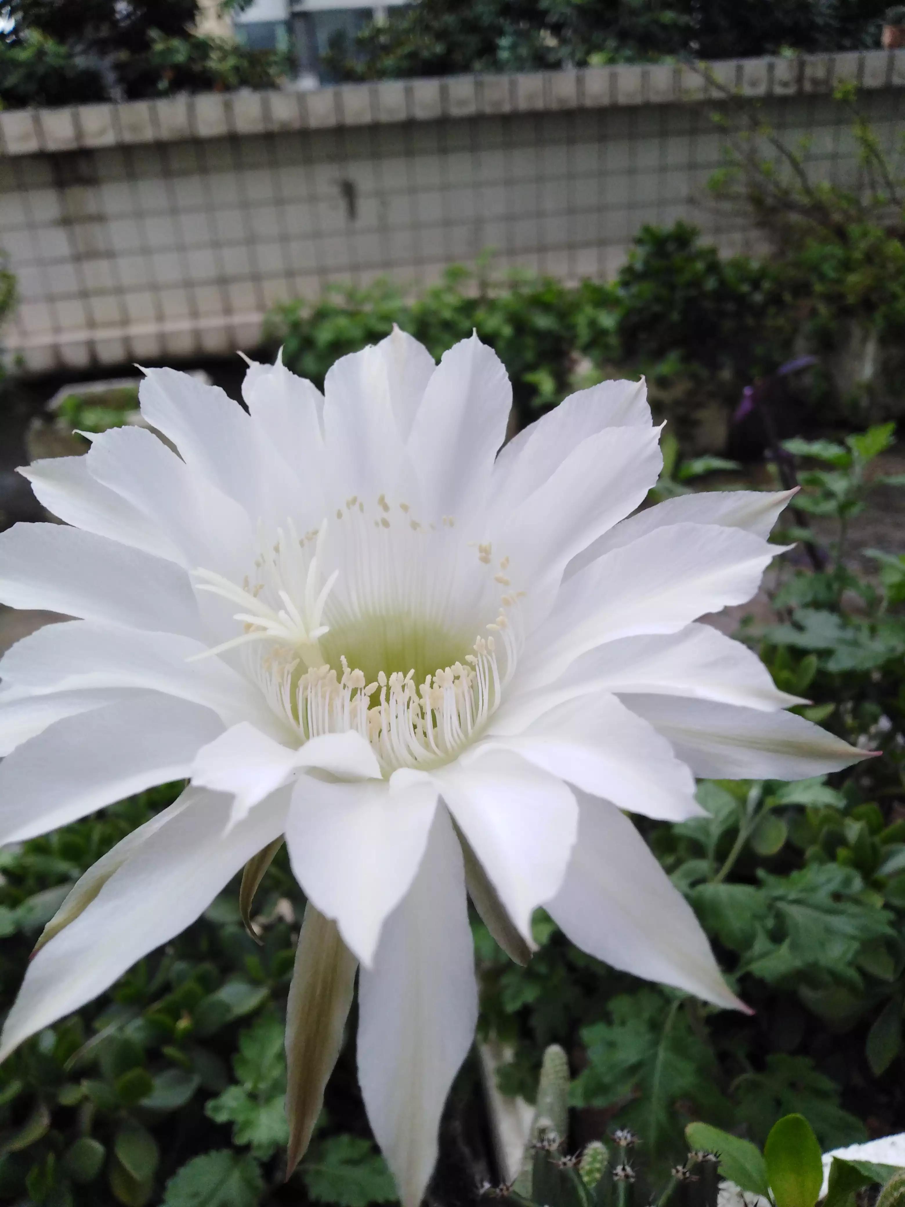 怕狗的人想养狗怎么办,当害怕狗的我遇到狗该怎么办