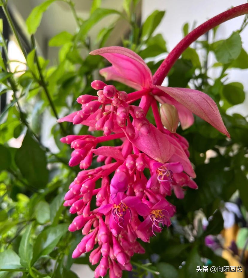 宝莲灯批发基地多少钱一盆,黄土岗宝莲灯花批发多少钱一盆